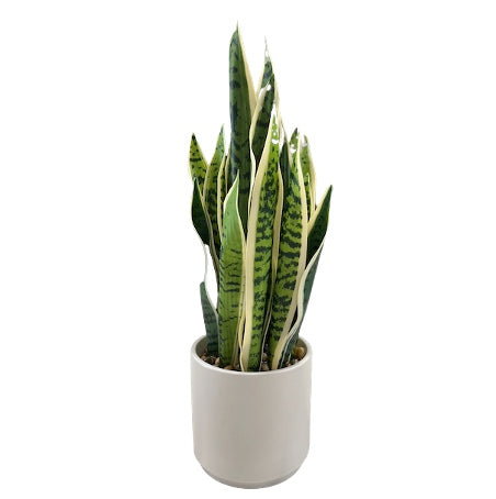 Potted Faux Snake Plant