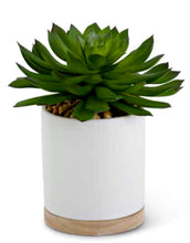 Load image into Gallery viewer, Potted Faux Succulent III
